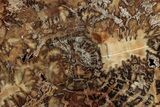 Beautiful Petrified Wood (Araucaria) Slab - Madagascar #344704-1
